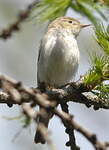 Pouillot de Bonelli