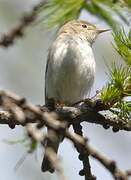 Western Bonelli's Warbler