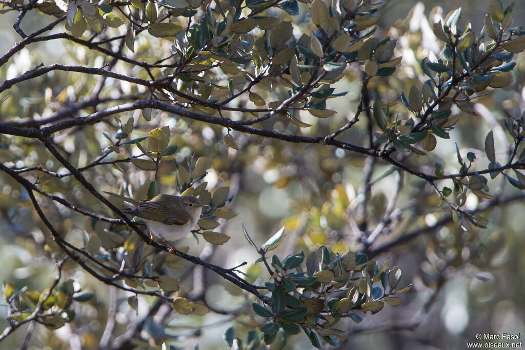 Western Bonelli's Warbleradult breeding, identification