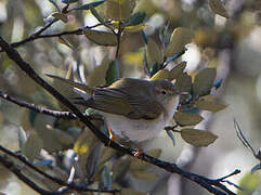 Western Bonelli's Warbler