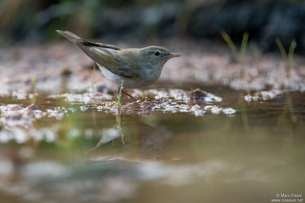 Pouillot de Bonelliadulte nuptial, identification, boit