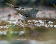 Western Bonelli's Warbler