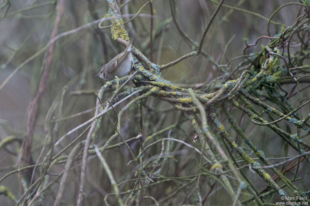 Hume's Leaf Warbler, identification, Behaviour