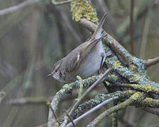 Hume's Leaf Warbler