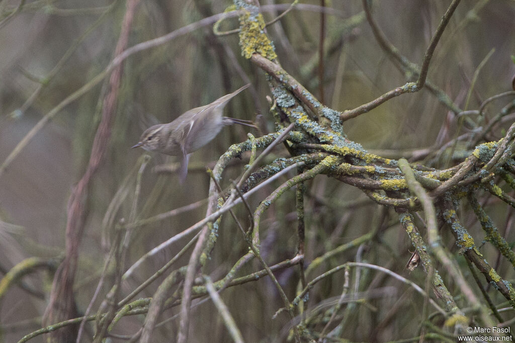 Hume's Leaf Warbler, identification, Behaviour