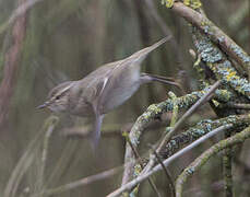 Hume's Leaf Warbler