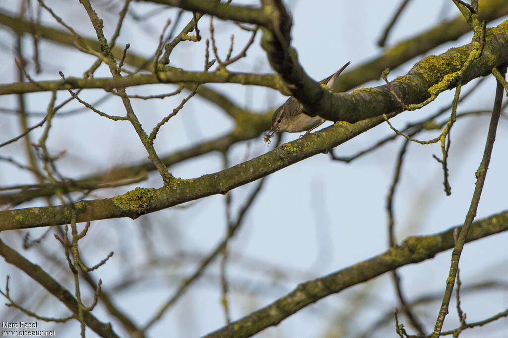 Hume's Leaf Warbler, feeding habits, Behaviour