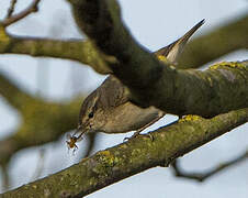 Hume's Leaf Warbler