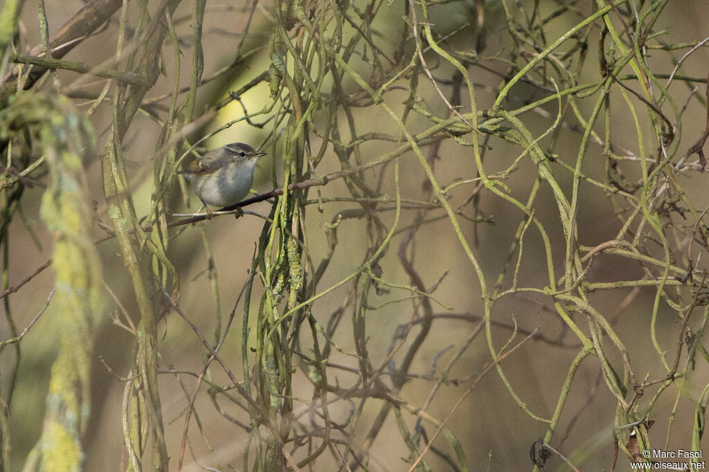 Hume's Leaf Warbler, identification, Behaviour