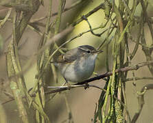 Hume's Leaf Warbler