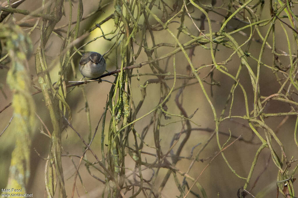 Hume's Leaf Warbler, close-up portrait, pigmentation, Behaviour