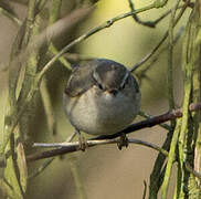 Hume's Leaf Warbler