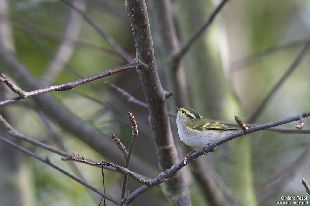 Pouillot de Pallasadulte internuptial, identification