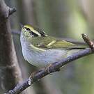 Pouillot de Pallas