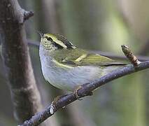 Pallas's Leaf Warbler