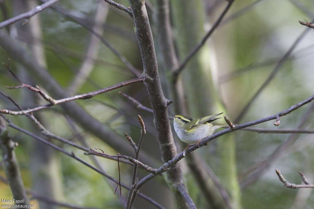 Pallas's Leaf Warbleradult post breeding, Behaviour