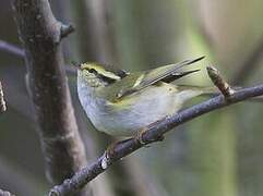 Pallas's Leaf Warbler