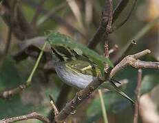 Pallas's Leaf Warbler