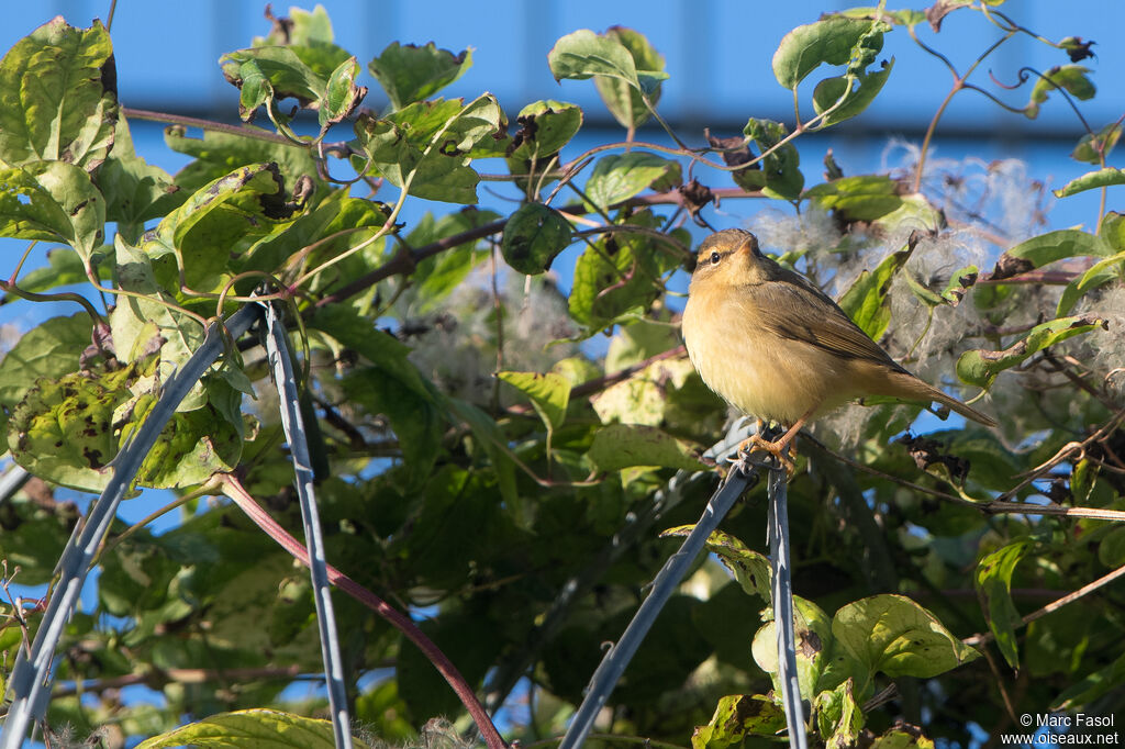 Radde's Warbler, identification