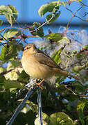 Radde's Warbler