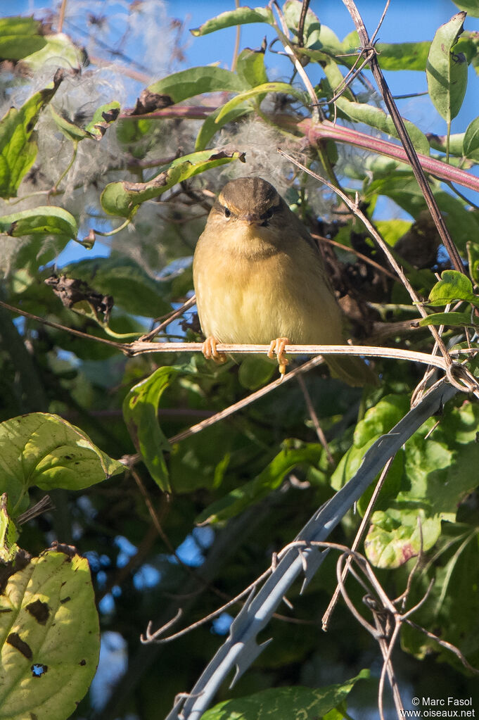 Radde's Warbleradult, identification