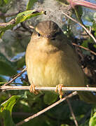 Radde's Warbler