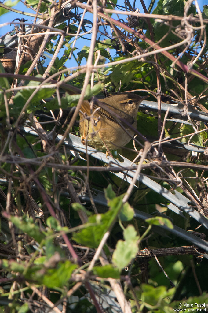 Pouillot de Schwarzadulte, identification