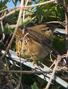 Radde's Warbler