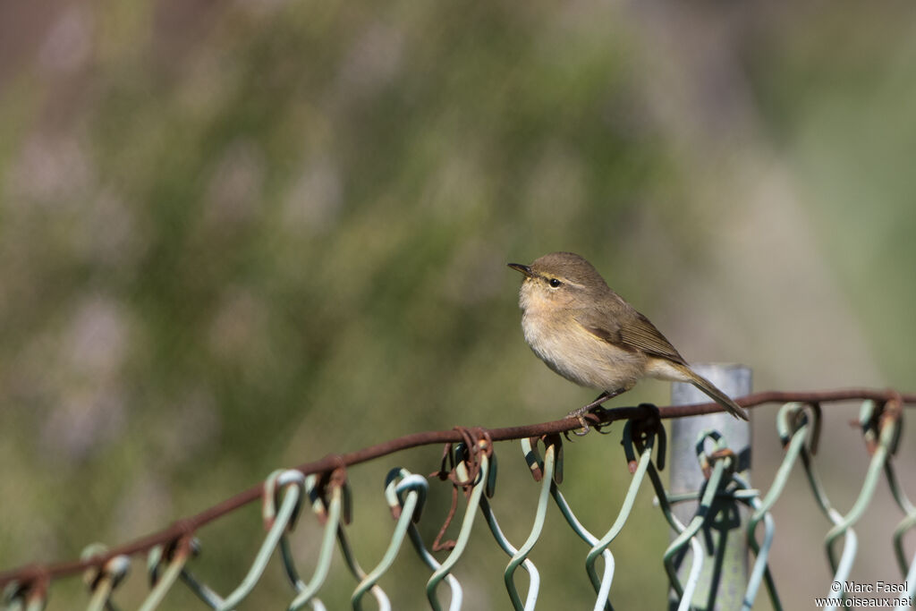 Pouillot des Canariesadulte, identification