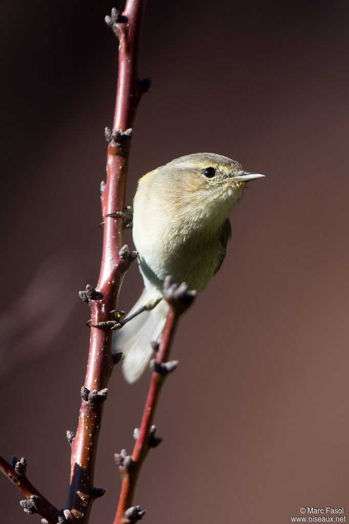 Pouillot des Canariesadulte, identification