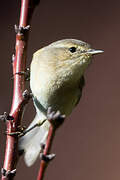 Canary Islands Chiffchaff