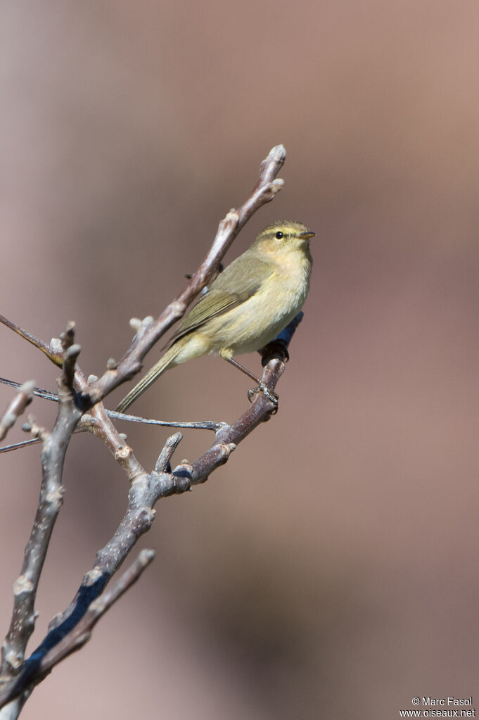 Canary Islands Chiffchaff