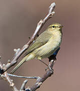 Canary Islands Chiffchaff