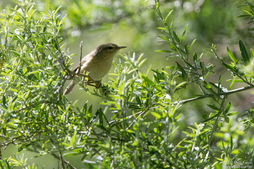 Canary Islands Chiffchaffadult, identification