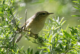 Canary Islands Chiffchaff