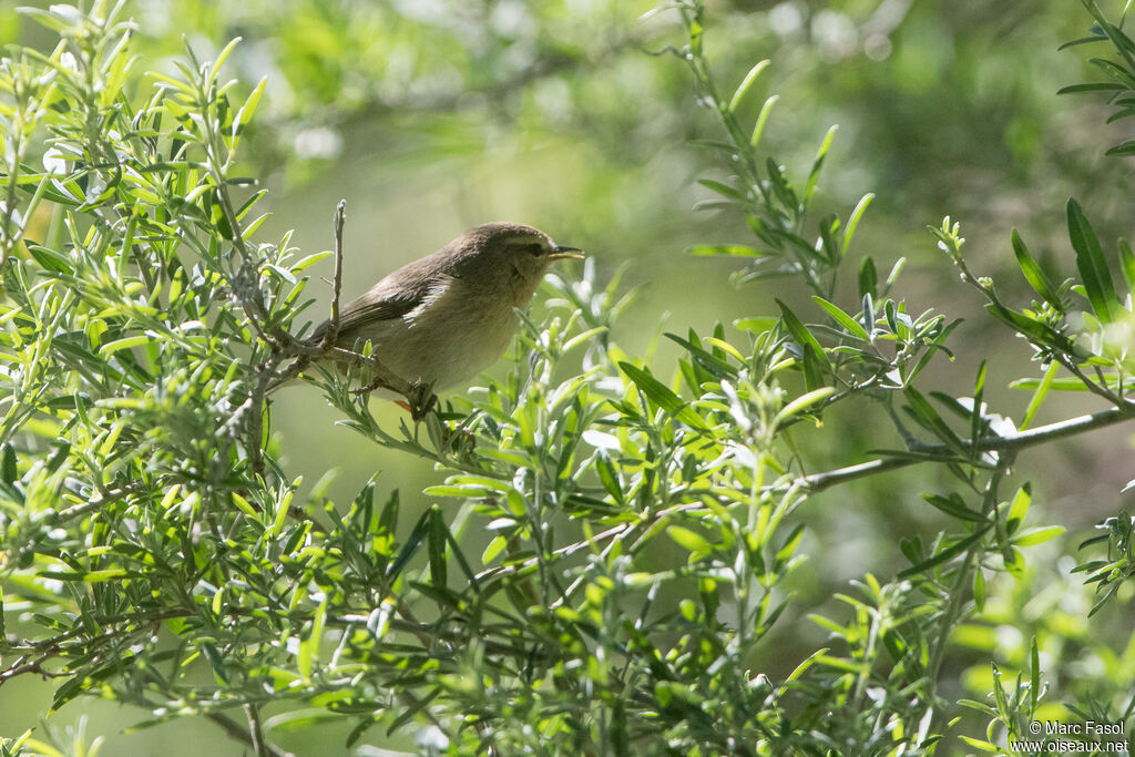 Pouillot des Canariesadulte, identification