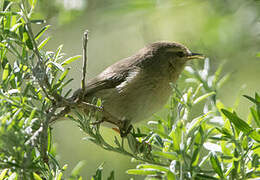 Canary Islands Chiffchaff