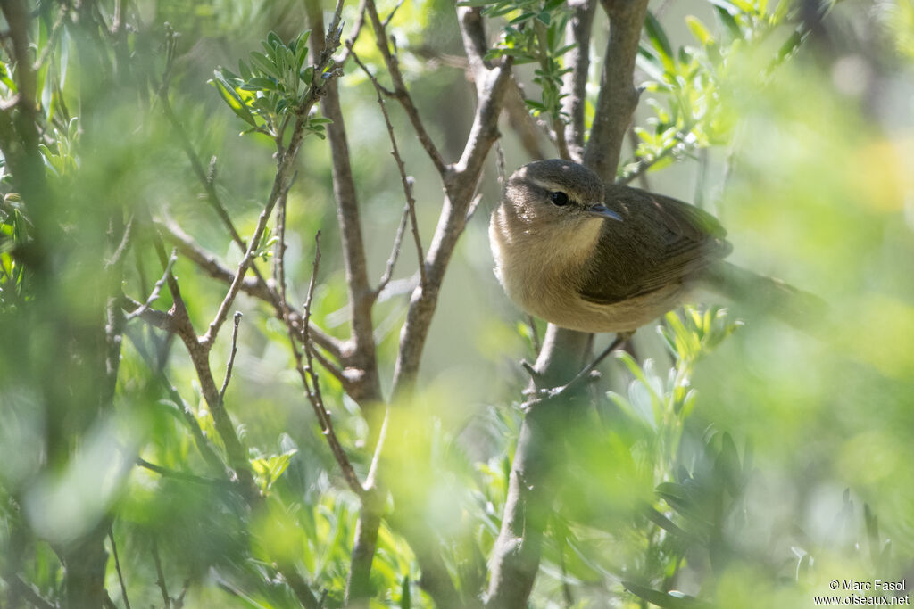 Pouillot des Canariesadulte, identification