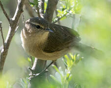 Canary Islands Chiffchaff