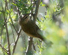 Canary Islands Chiffchaff