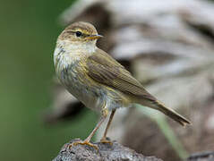 Willow Warbler