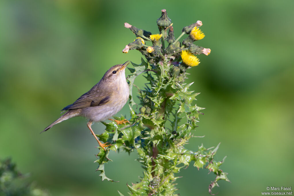 Willow Warbleradult post breeding, identification, feeding habits, eats