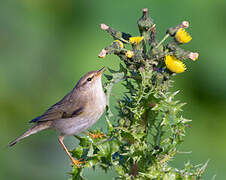 Willow Warbler