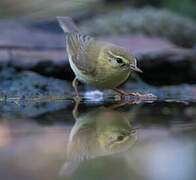 Willow Warbler