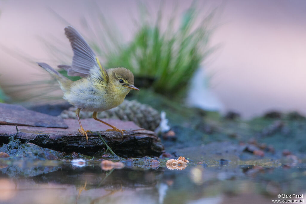 Willow Warbleradult, identification, drinks