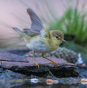 Willow Warbler