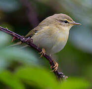 Willow Warbler