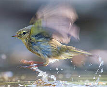 Willow Warbler