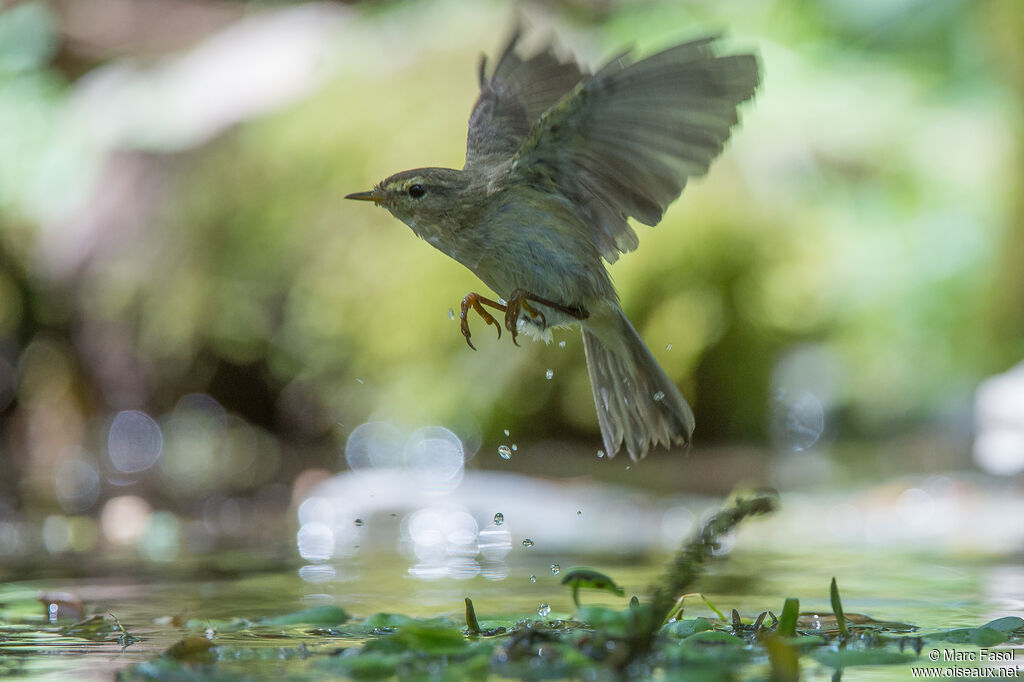 Willow Warbleradult, Flight