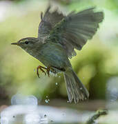 Willow Warbler